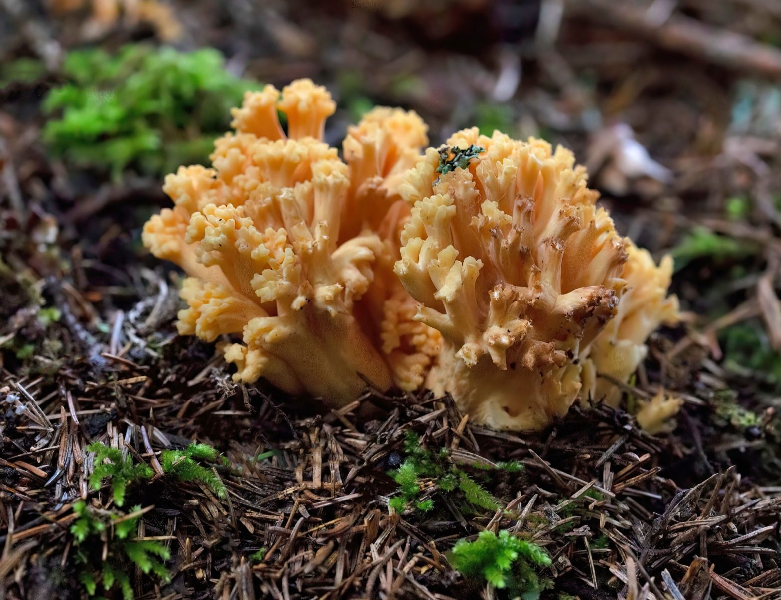 Mushrooms in North America: A Mycological Tapestry of Culinary Wonders and Future Trends