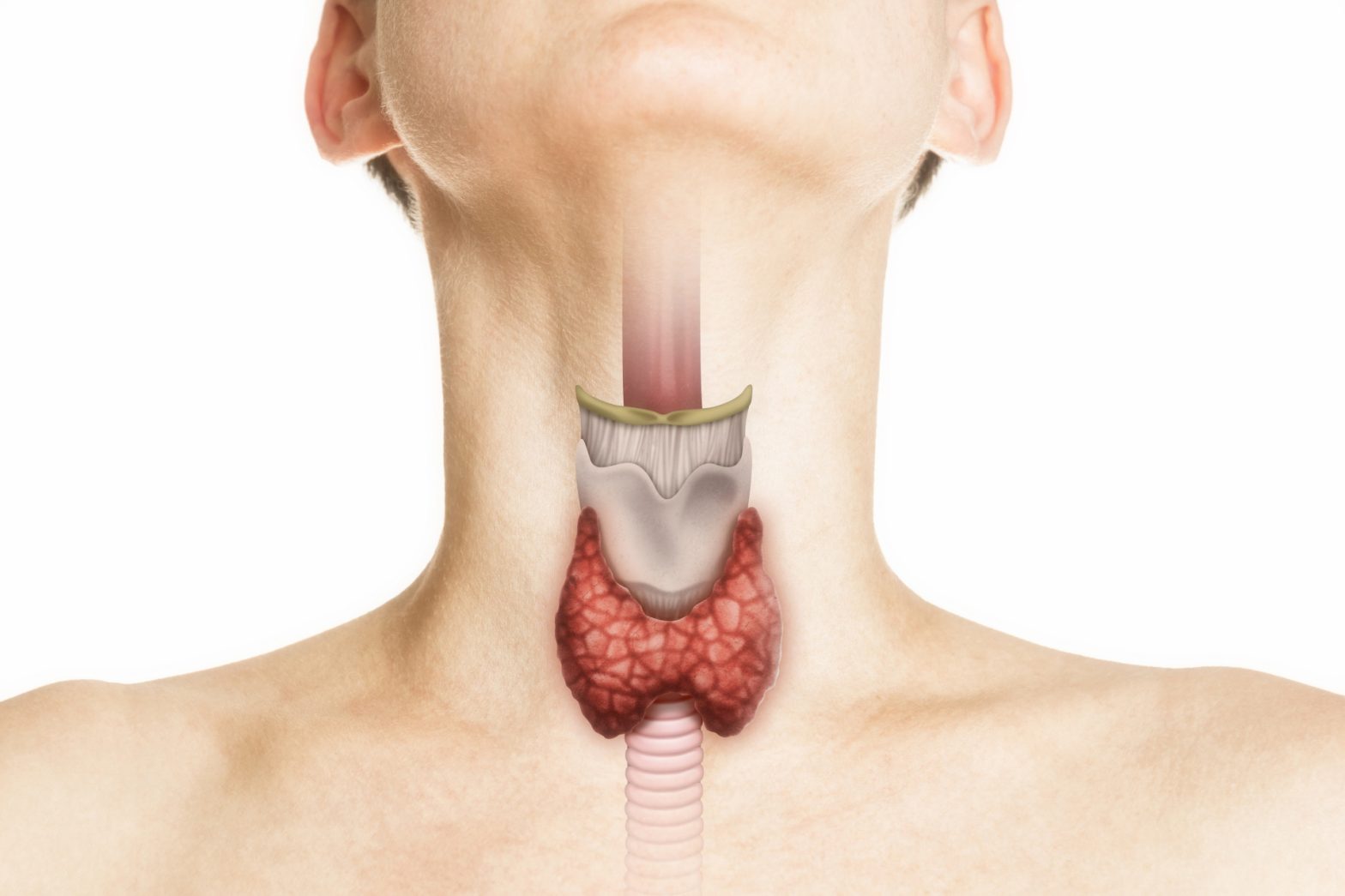 Thyroid