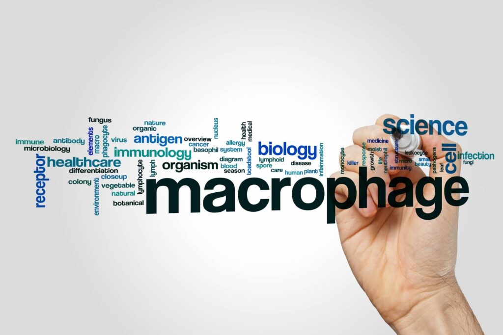 Innate Immunity Macrophage