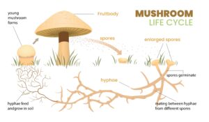 Fruitbody or Mycelium