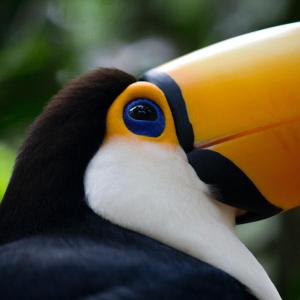 Tucan 2 300x300