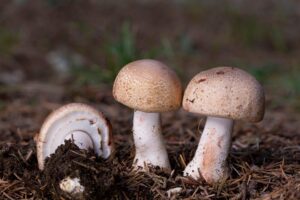 A Mushroom Grown for Healing: The Story of ABM Through Time