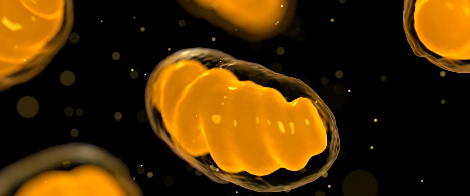 Could Mitochondria Be the Missing Link in Your Recovery?