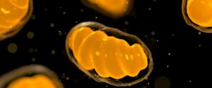 Could Mitochondria Be the Missing Link in Your Recovery?