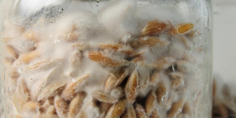 Mycelium grown on sterilized grain: harvested early and mixed with its growing substrate, leaving less of the mushroom’s active compounds.