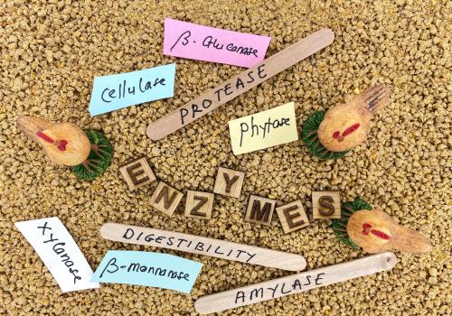 Digestive enzymes in ABM may support nutrient absorption and comfort