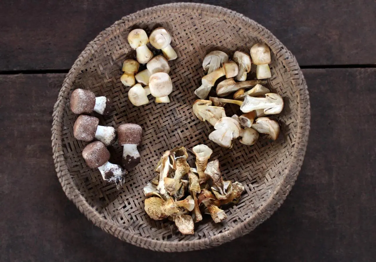 ABM mushroom extract quality comparison—fruiting body vs mycelium